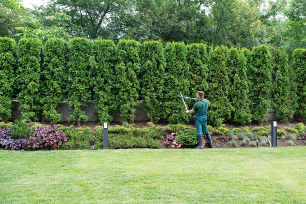 How Our Tree Care Process Works  in  Lodi, NJ