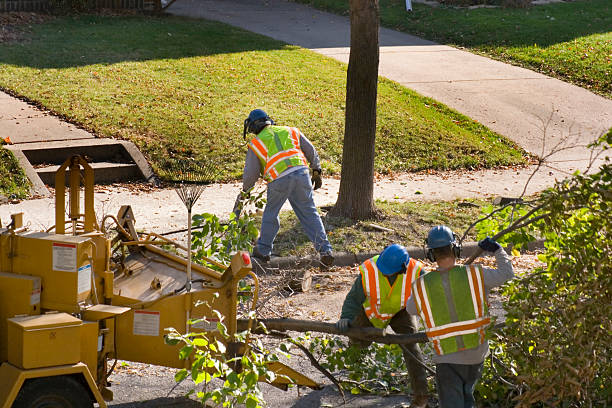 Best Arborist Consultation Services  in Lodi, NJ