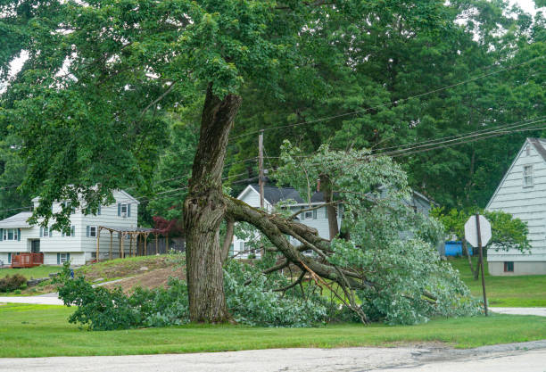 Best Firewood Processing and Delivery  in Lodi, NJ