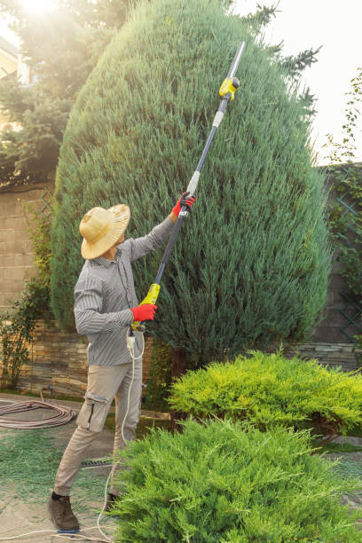 Best Organic Lawn Care Solutions  in Lodi, NJ